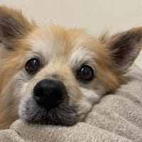 GRUMPY, chien à adopter