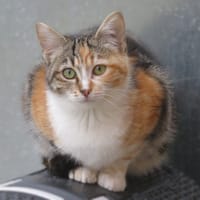 Alouette, chatte à adopter
