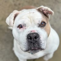 Lya, chienne à adopter