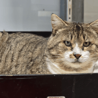 DOVE, chat à adopter