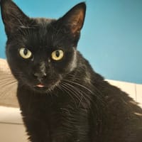 GINGER, chatte à adopter