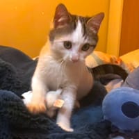 CHAMALOW, chat à adopter