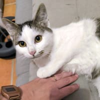 TOULOUSE, chat à adopter