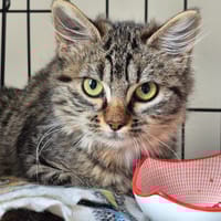 Noisette, chatte à adopter