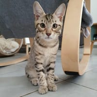 TILIE, chat à adopter