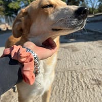 Tekkla, chienne à adopter