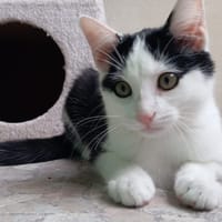MELUSINE, chatte à adopter