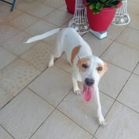 🐾 À L’ADOPTION – KARA, douceur et équilibre au rendez-vous ! 🐾, chienne à adopter