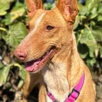 SONIA, chienne à adopter