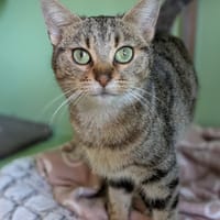 AMY, chatte à adopter