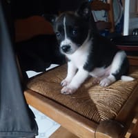 Freya, chienne à adopter