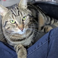 SIMBA, chat à adopter