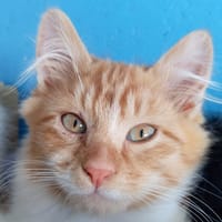 KISS, chat à adopter