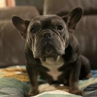 Raya, chienne à adopter