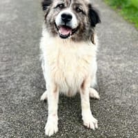 Noroc, chien à adopter