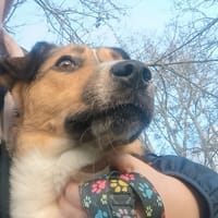 Bingo, pies do adopcji