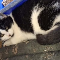 Babeczka, kotka do adopcji