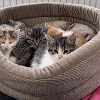 Rami, kot do adopcji