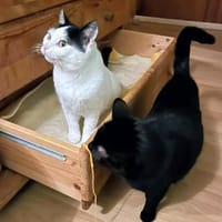 Sally und Kiki suchen Zuhause, Katze zur Adoption
