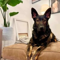 Ares - ist lernwillig&verschmust, Hund zur Adoption