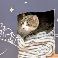 Junger Kater Sali 7 Monate, Kater zur Adoption