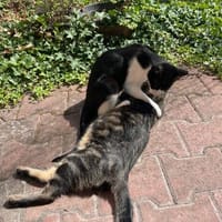 Steve & Poncio - Pärchen sucht Zuhause, Kater zur Adoption