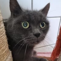 Princess, Katze zur Adoption