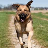 Hoppla hier kommt ALMA, Hündin zur Adoption