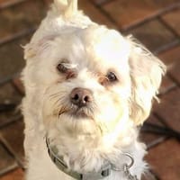 Elliot, Hund zur Adoption