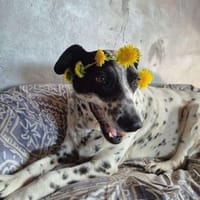 Liebe, gemütliche Hündin, Hündin zur Adoption