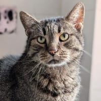 Paddington, Kater zur Adoption