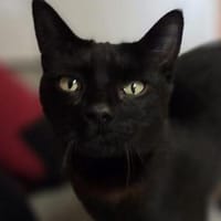 Findus, Kater zur Adoption