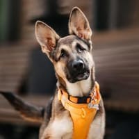 Besondere Deya sucht seine Familie, Hündin zur Adoption