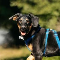 Fröhlicher Ringo sucht seine Familie, Hund zur Adoption