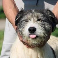 Connor- hübscher Wuschelrüde, Hund zur Adoption