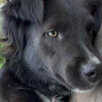 Bagira - von Soldat gerettet, Hündin zur Adoption