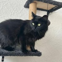 Wunderschöne und unkomplizierte Blasa, Katze zur Adoption
