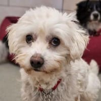 Daisy, Hündin zur Adoption