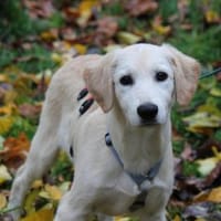 Darf Arpad zu Ihnen ziehen?, Hund zur Adoption