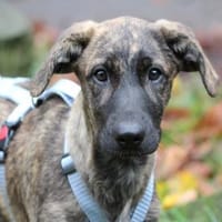 Darf Annetta zu Ihnen gehören?, Hündin zur Adoption