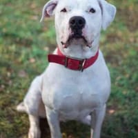 Boo, ein Traumhund su. Zuhause, Hund zur Adoption