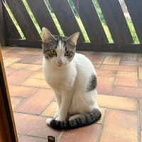 Mia - schüchteren Katze sucht Zuhause, Katze zur Adoption