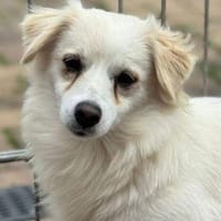 Little Jon, Hund zur Adoption