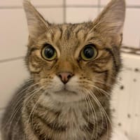 Emil, Kater zur Adoption