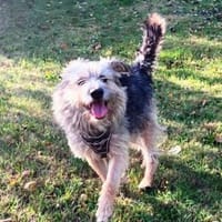 Otty ist aktiv, pfiffig und super!, Hündin zur Adoption