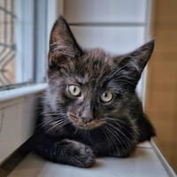 Attila und Ragnar, Kater zur Adoption