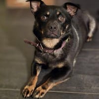 Olli - menschenbezogen und aktiv, Hund zur Adoption