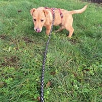 Ragnar sucht sein Wikingerschiff, Hund zur Adoption