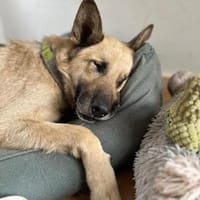 Phili  gerettet und dann?, Hund zur Adoption