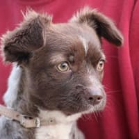 Gipsy - zutrauliche, goldige Junghündin, Hündin zur Adoption